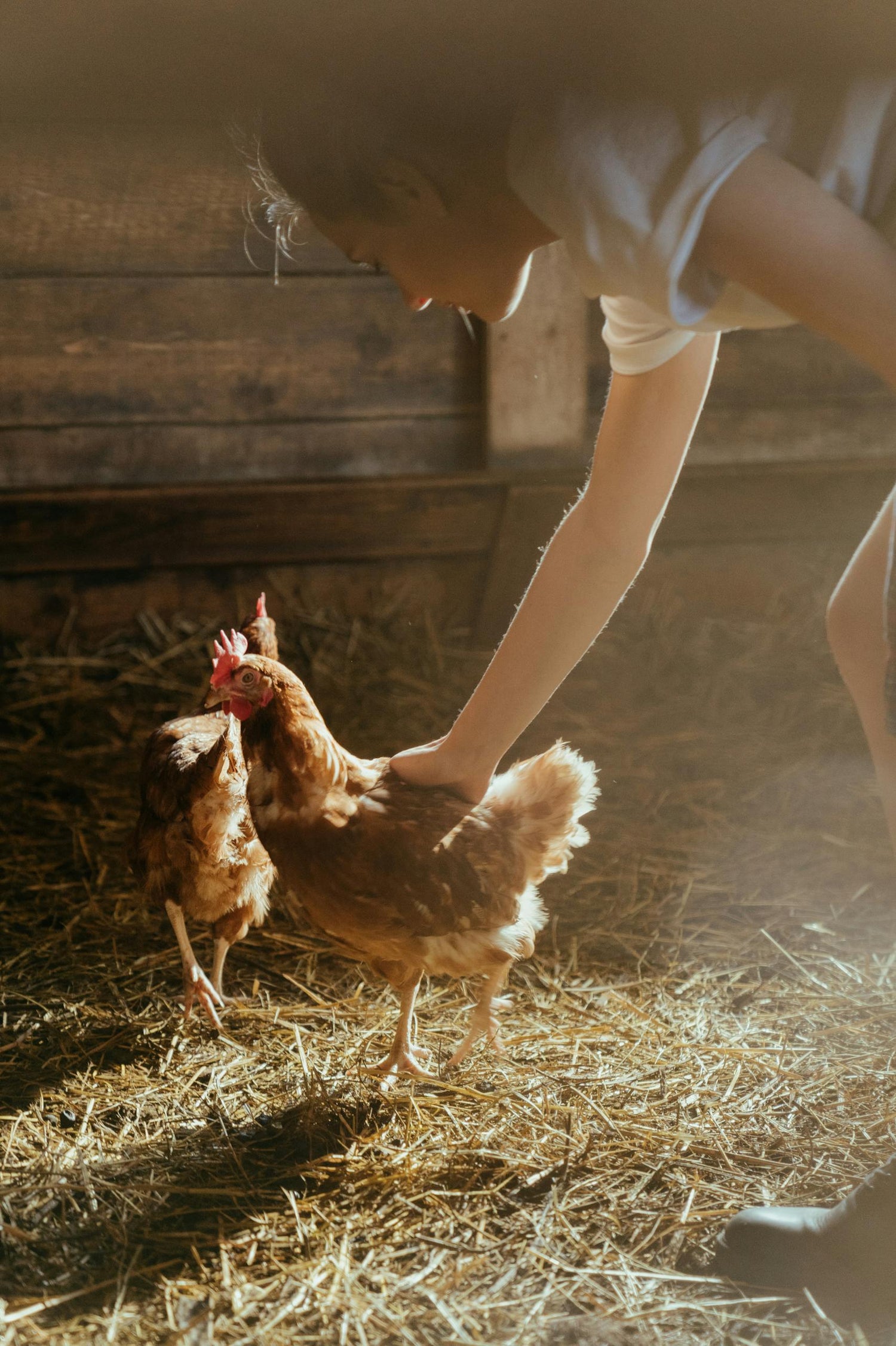 8 Gifts for Kids Who Love Chickens