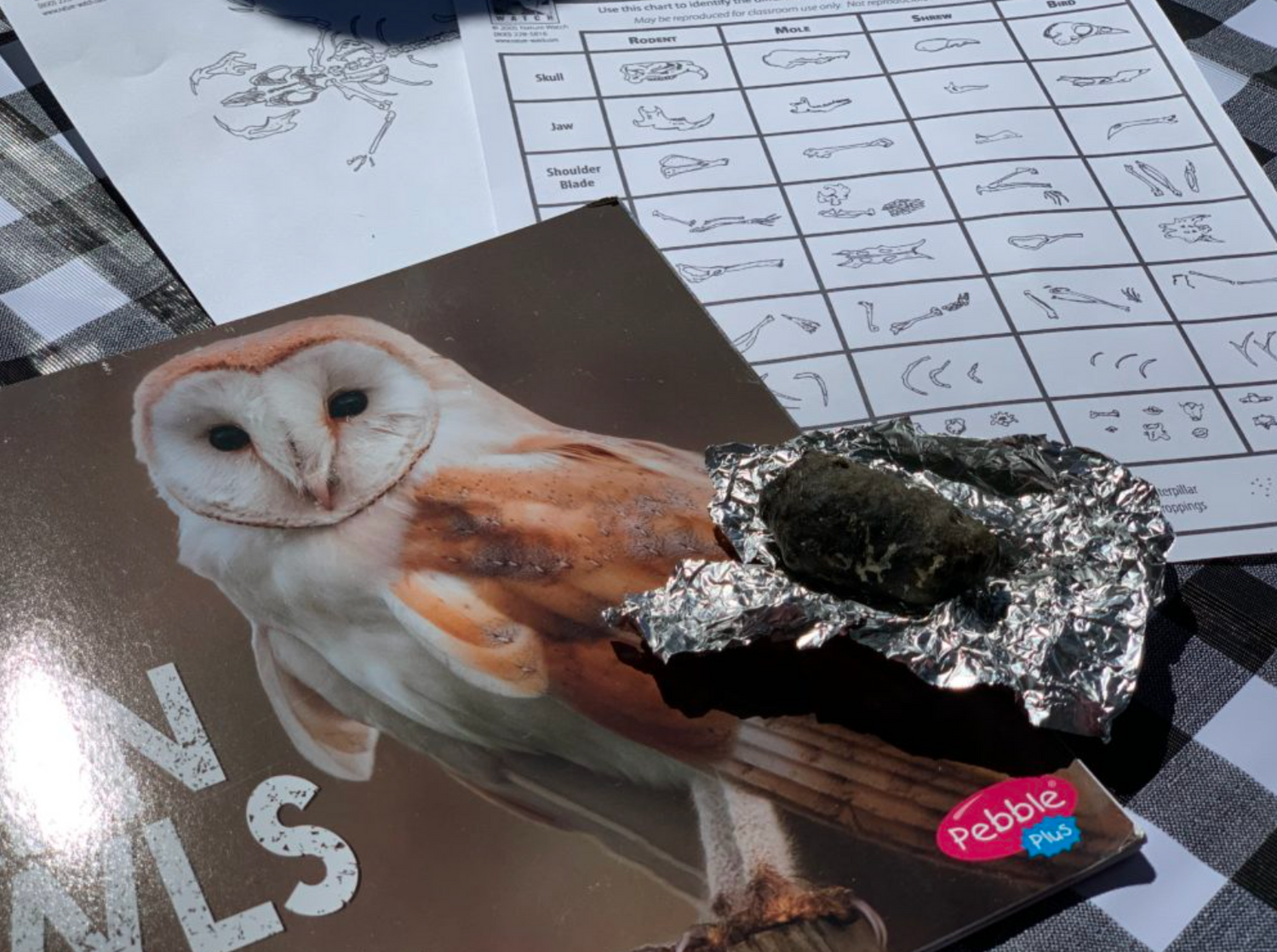 Barn Owl Pellet (Poop) Dissection Study Unit