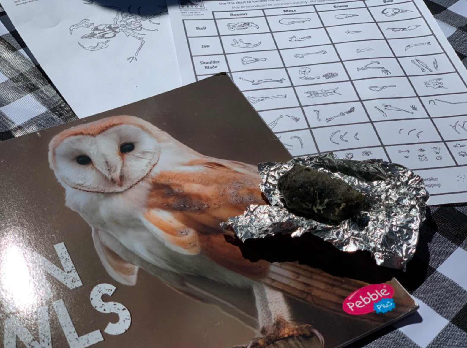 Barn Owl Pellet (Poop) Dissection Study Unit